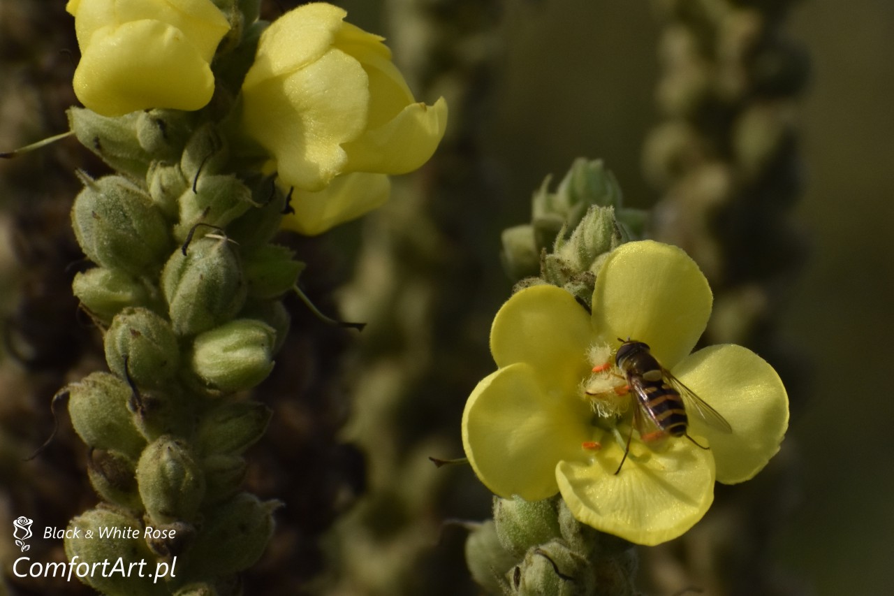 Torfowisko Wielkie Błoto osa